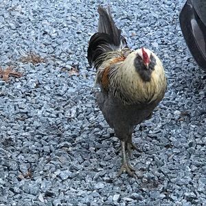 Meet your Posher, Deborah